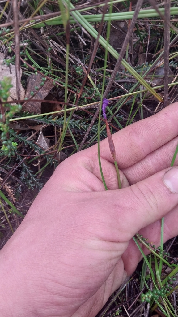 Patersonia maxwellii