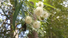 Cephalanthus salicifolius