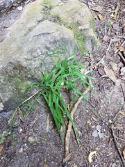 Arthropodium candidum