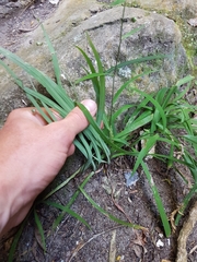 Arthropodium candidum