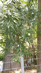 Cephalanthus salicifolius