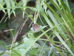 Ypthima angustipennis