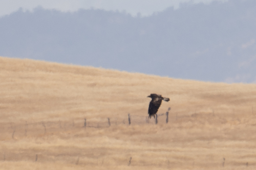 iNaturalist observation photo of Golden Eagle