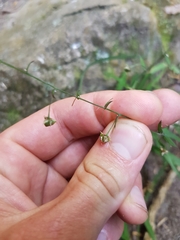 Arthropodium candidum