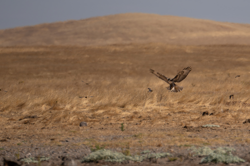 iNaturalist observation photo of Red-tailed Hawk