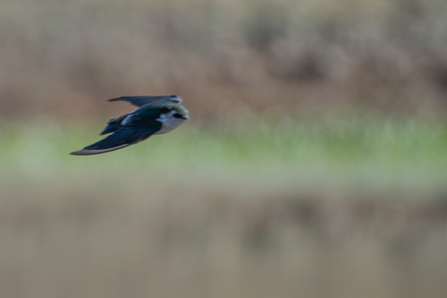 iNaturalist observation photo of Violet-green Swallow