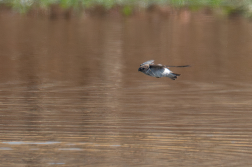 iNaturalist observation photo of Violet-green Swallow