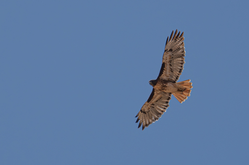 iNaturalist observation photo of Red-tailed Hawk
