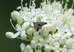 Anthophila plenicarinata