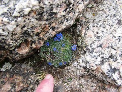 Eritrichium argenteum