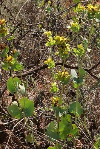 Image of Goodenia panduriformis by (c) Mark Clarke, some rights reserved (CC BY)
