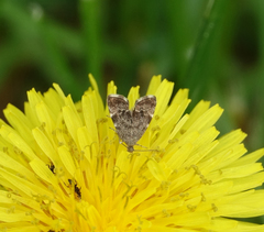 Anthophila plenicarinata