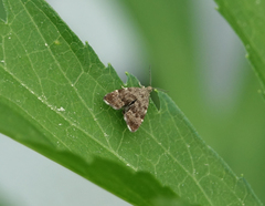 Anthophila plenicarinata
