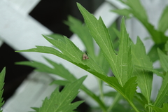 Anthophila plenicarinata