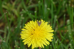 Anthophila plenicarinata