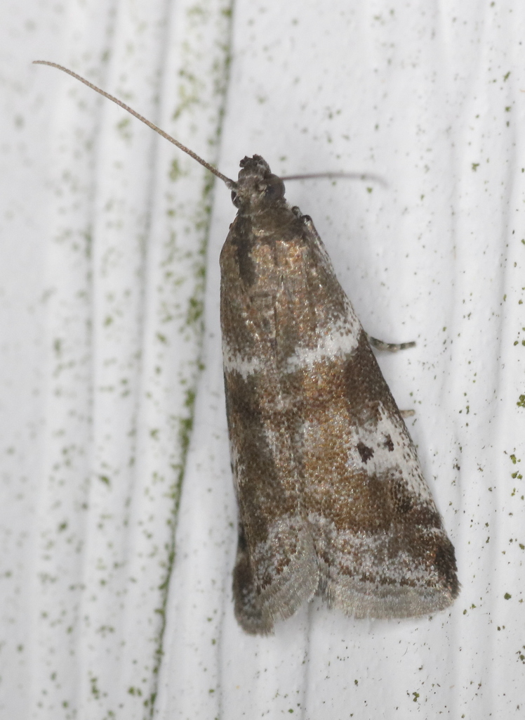 Acrobasis amplexella