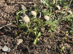 Antennaria monocephala