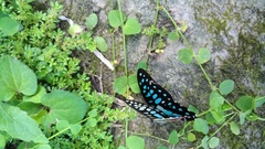 Graphium doson postianus