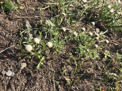 Antennaria monocephala