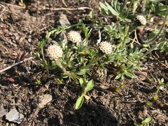 Antennaria monocephala