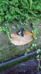 Graphium doson postianus