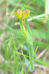 Sisyrinchium angustissimum
