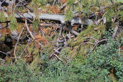 Loxia sinesciuris