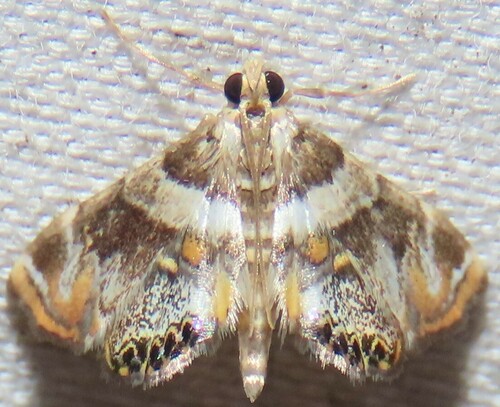 Dimorphic Leafcutter Moth photo 3