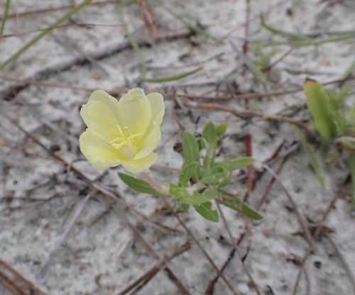 Image of Oenothera humifusa by (c) Laura Gaudette, some rights reserved (CC BY)