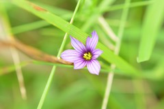 Sisyrinchium scabrum