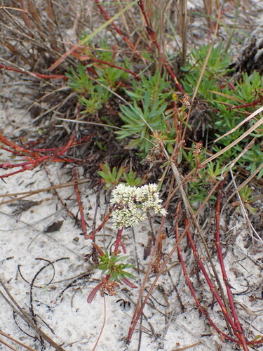 Image of Paronychia erecta by (c) Laura Gaudette, some rights reserved (CC BY)