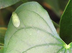 Petalocephala