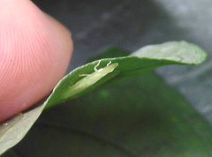 Petalocephala