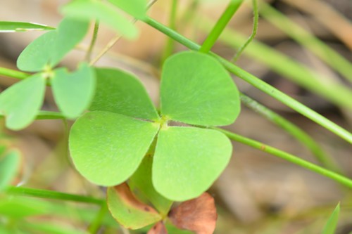 Chihuahuan waterclover (Marsilea mollis)