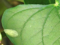 Petalocephala