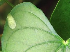 Petalocephala