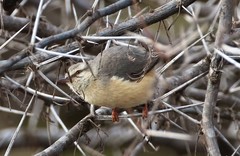 Prinia subflava affinis