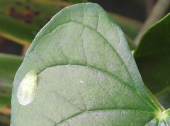 Petalocephala