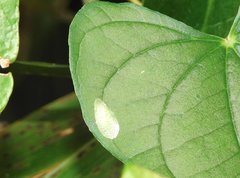 Petalocephala