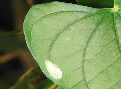 Petalocephala
