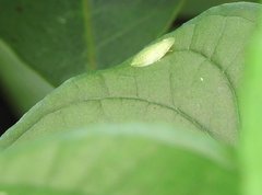 Petalocephala