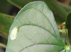 Petalocephala