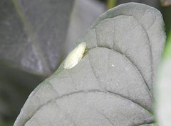 Petalocephala