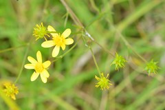 Ranunculus petiolaris