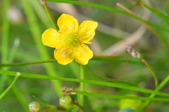 Ranunculus pilosus