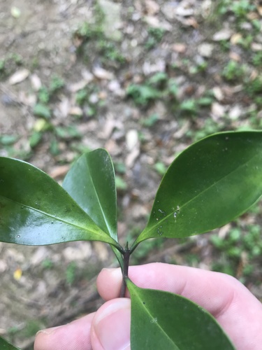 Microtropis japonica, photograph 4