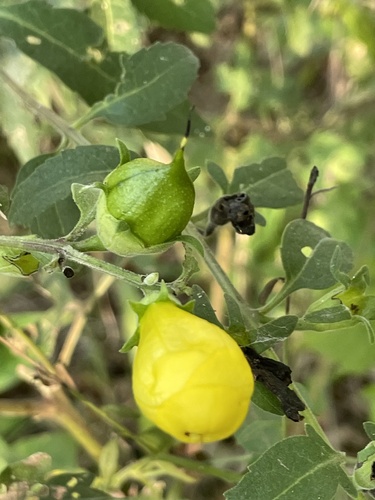 Image of Aureolaria grandiflora by no rights reserved