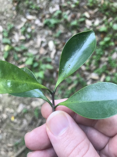 Microtropis japonica, photograph 3