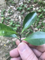 Microtropis japonica, photograph author not stated, no rights reserved