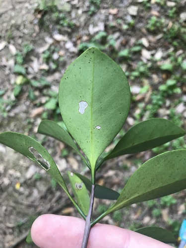 Microtropis japonica, photograph 5